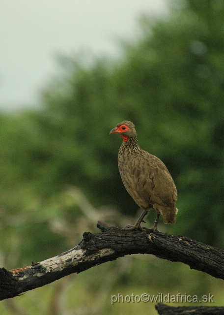 puku rsa 054.jpg - Swainson`s Francolin (Pternistes swainsonii)